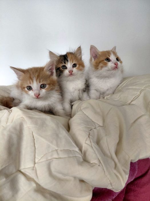 Отдам котят в добрые руки