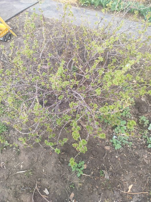 Куст черной смородины, ягоды крупные