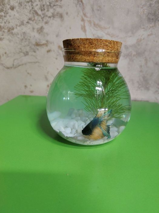 Продается переносной аквариум с рыбкой петушком.