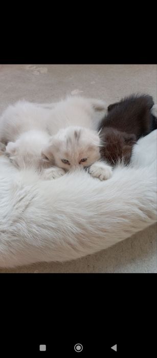 Продаю породистых котят вислоухая порода