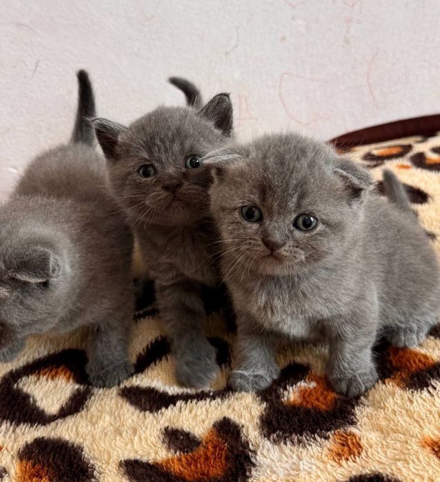Вязка Британец короткошерстный привозной