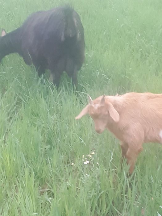 Capre cu lapte, țapi și iezi