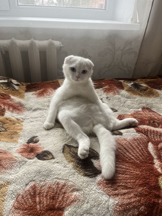 Продаю шотландскую кошку