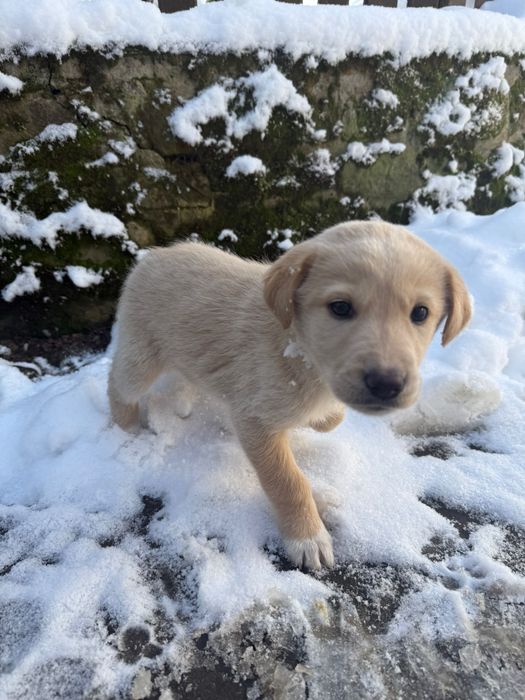 Кученца, на 40 дни, баща лабрадор, майка без порода.
