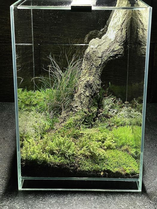 Terariu stil ADA DOOA Air 20x20x30 cm cu lampa LED, amenajat