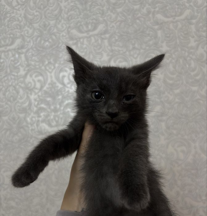 Котята ищут дом