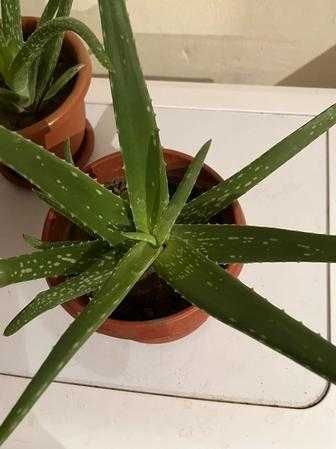 Алоэ лечебное продам