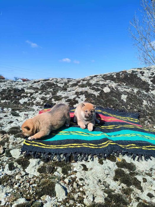 Продавам кученца Шиба Ину