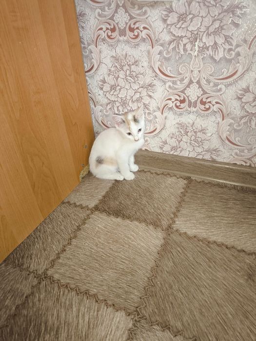 Отдам в добрые руки!