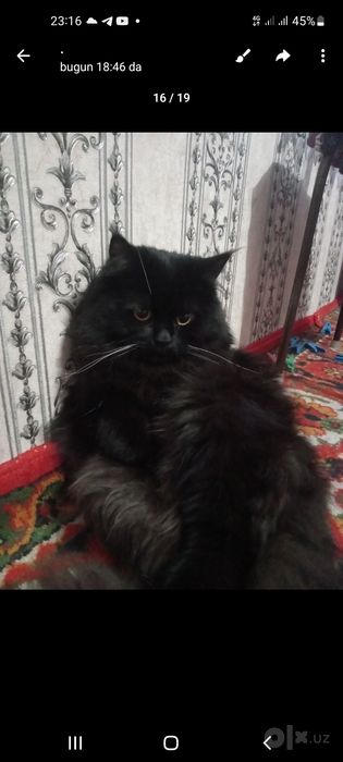 Sibiriskiy paroda