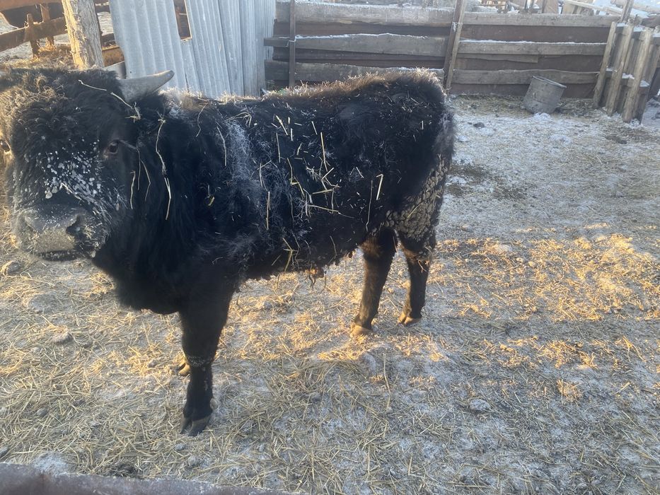 Продам бычка на откорме