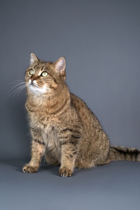 Кошечка Маша в поиске дома