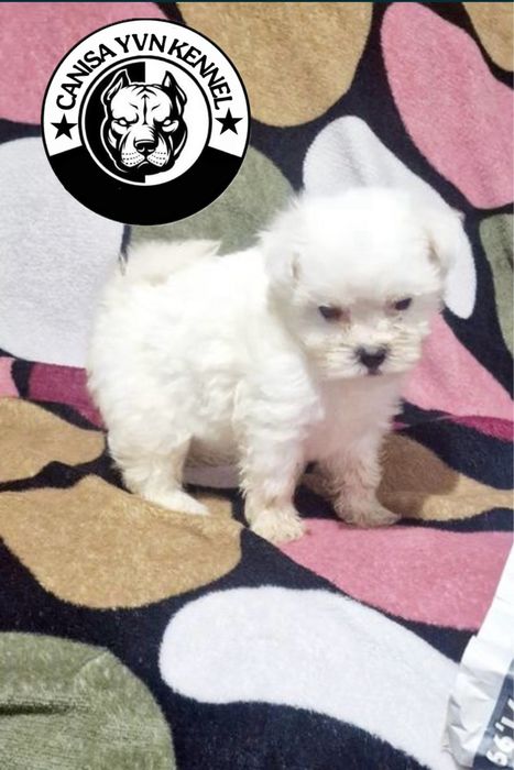 Mascul bichon maltez miny toy