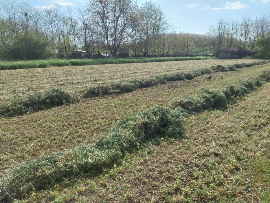 Baloti de lucernă de vânzare