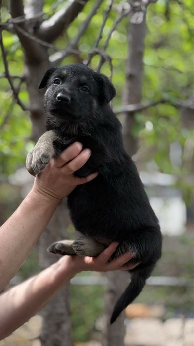Щенки восточно европейской овчарки