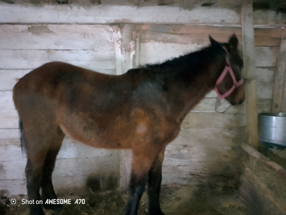 Продам кобылку с откорма цена 520