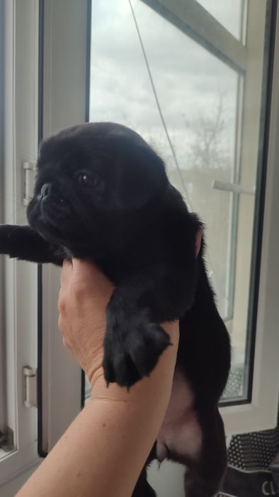 Продажа щенков мопсы