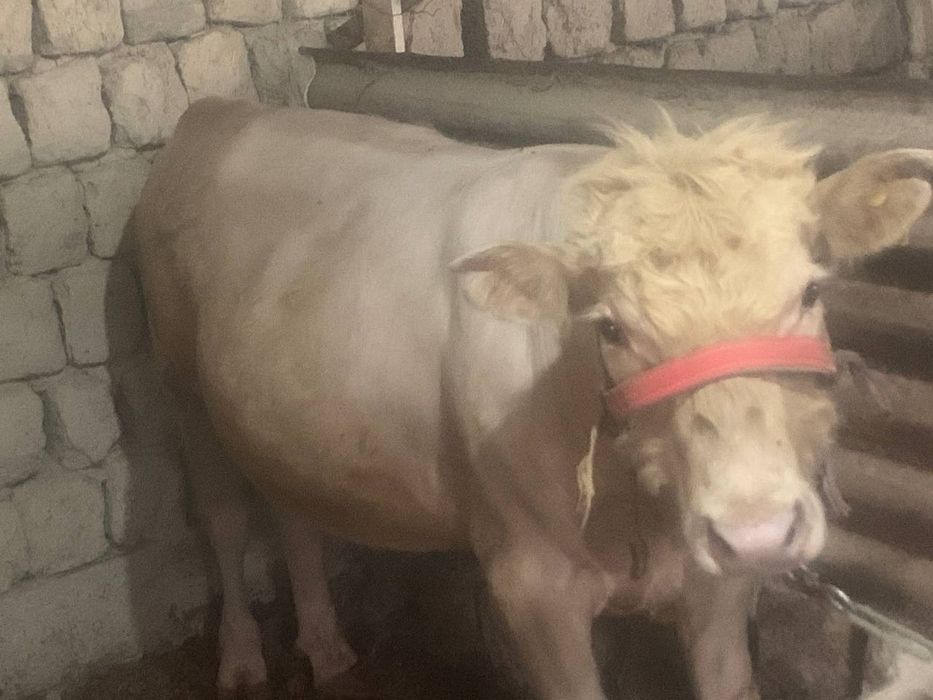 Симентал букалар