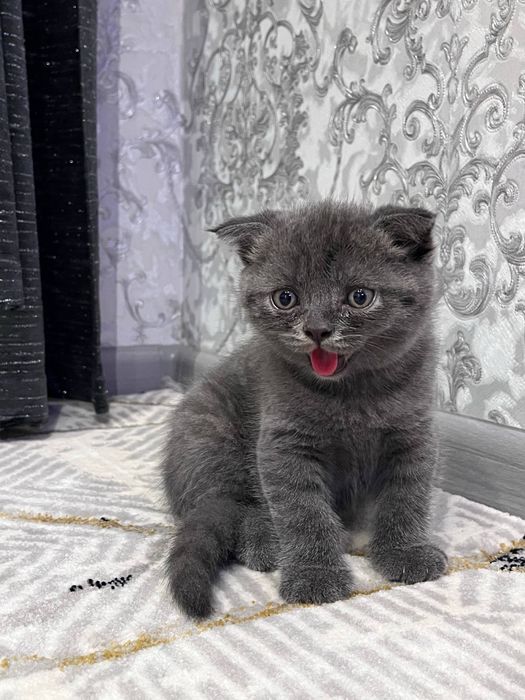 Mushuk Scottish fold