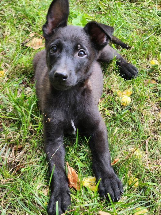 Mascul ciobanesc belgian Malinois