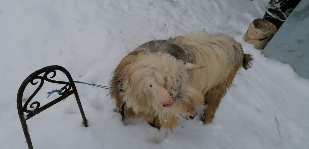 Vind țap de prasila