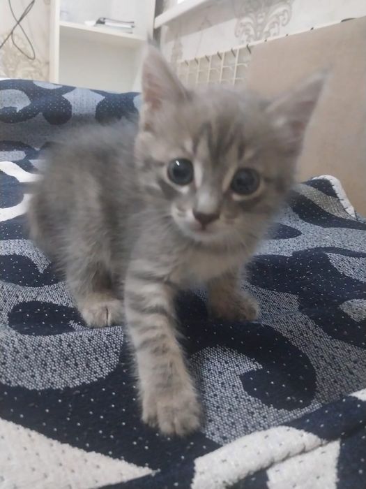 Отдам в добрые руки котёнка