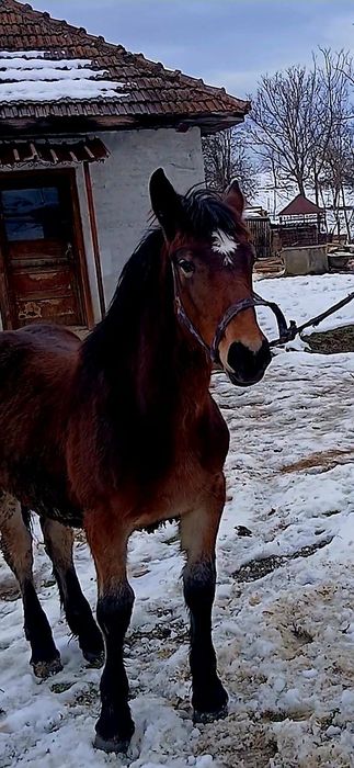 De vânzare mânz are 8 luni