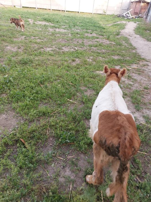 Теленки сена кушают