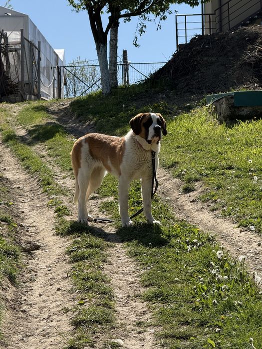 Saint Bernard femelă cu pedigree