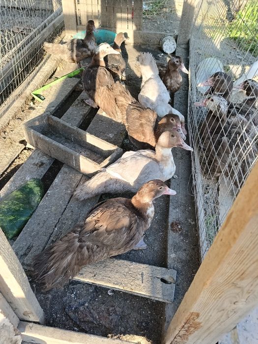 Индаутка,тауықтар сатылады