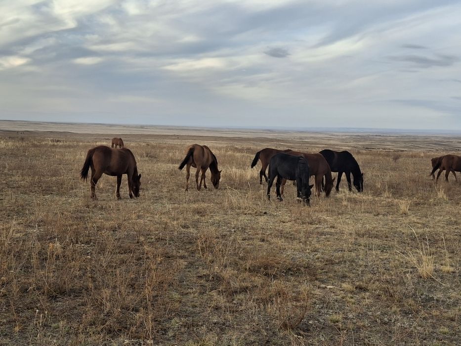 Байталдар сатамын