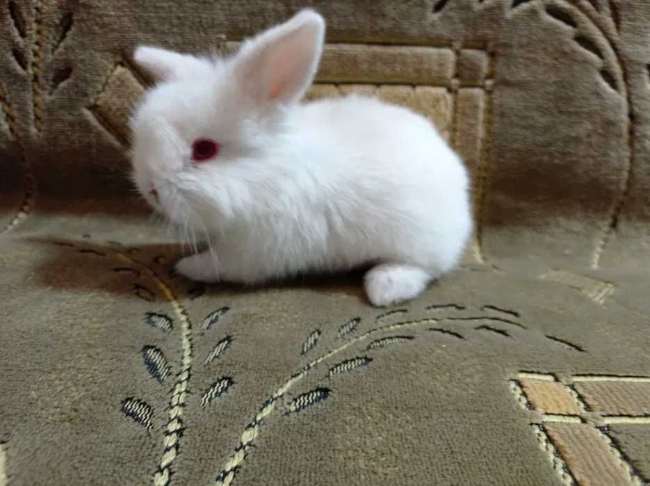 Крольчата вислоухие и торчеухие