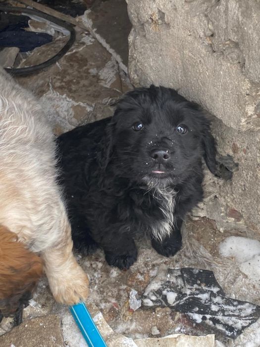 Отдам в добрые руки щенят