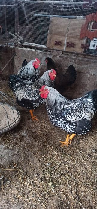 Петуха   виандот