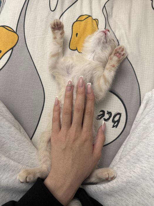 Котёнок ищет дом
