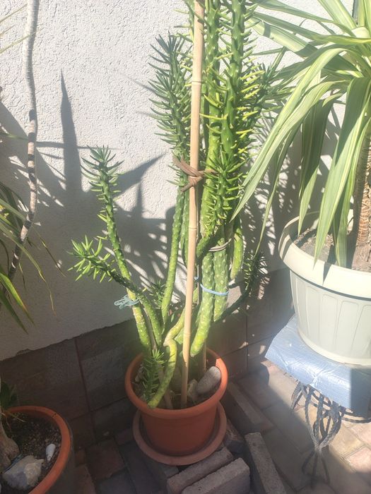Vând floare  am mai multe modele