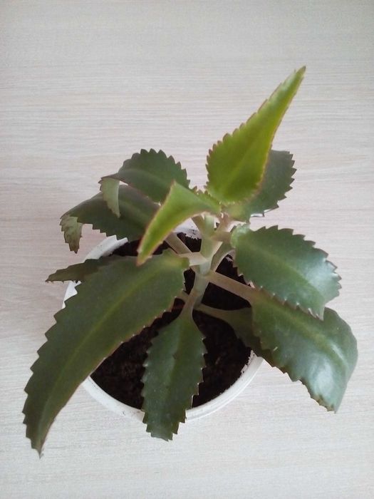 Продам лечебный цветок каланхоэ