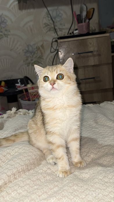 Британская шиншилла