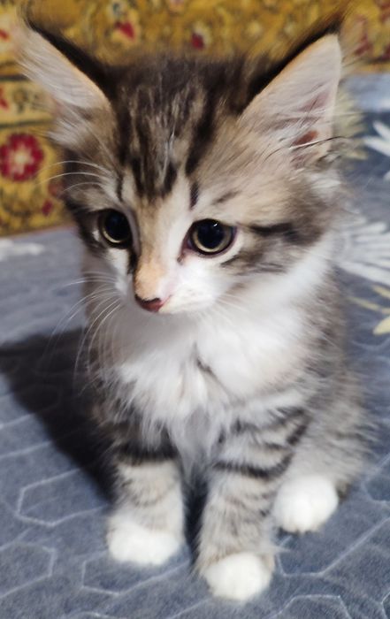 Котята в добрую семью