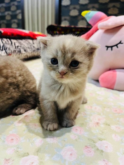 1 oylik Scottish Fold mushuk sotiladi