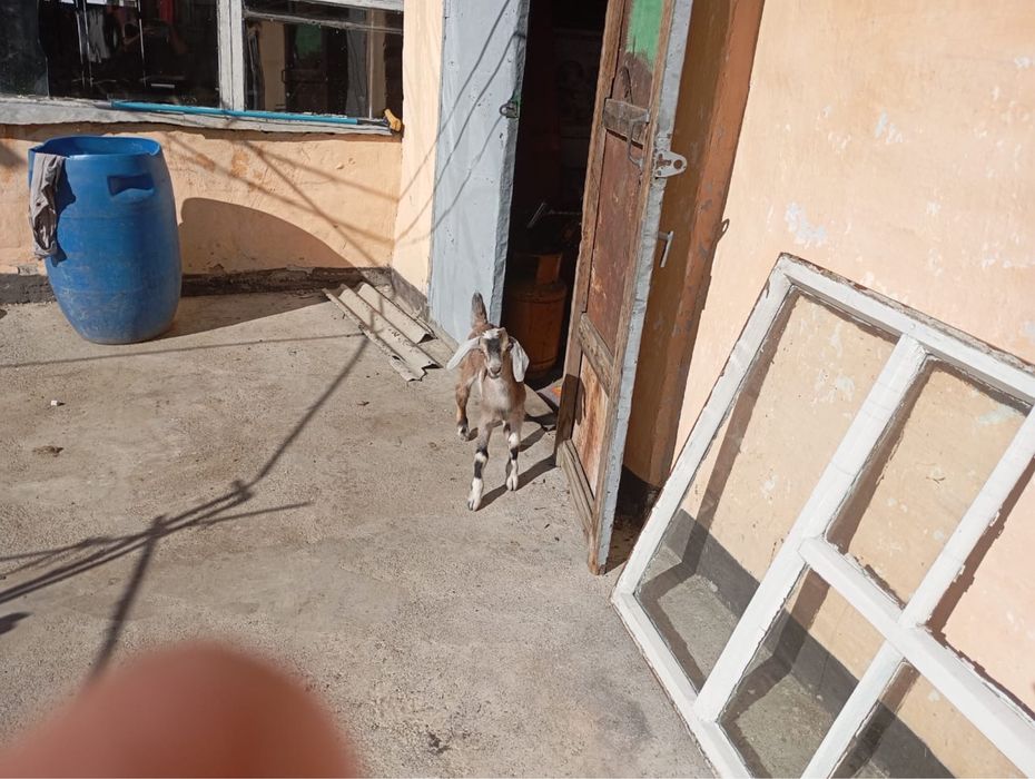 Продам альпииские коза с козленком
