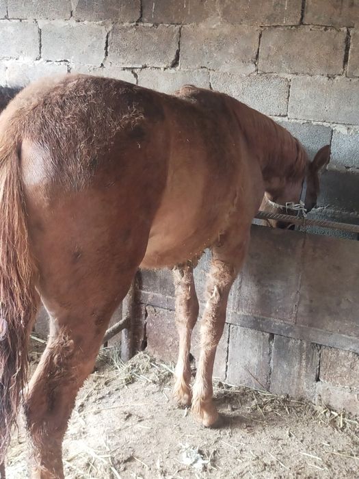 Продам жабагы 11месяц