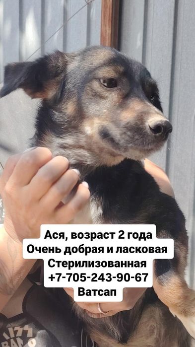 собаки в хорошие руки