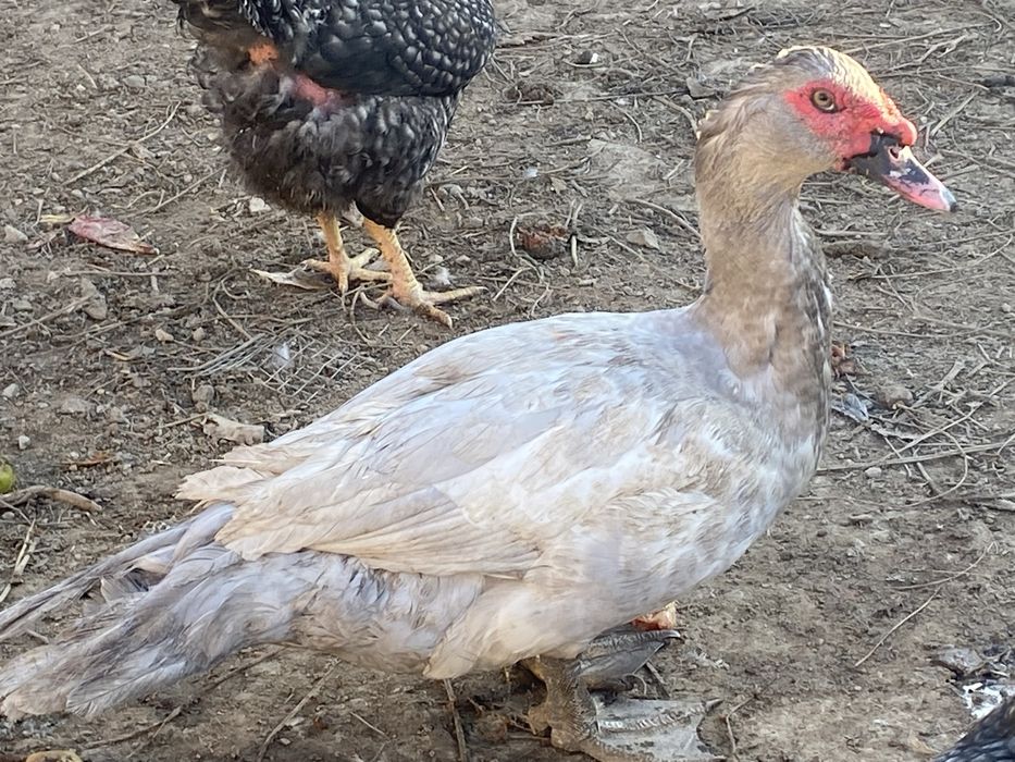 Изабелла  крупный селезень шипун