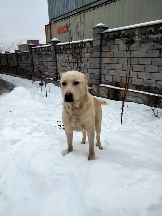 Отдам щенка алабая