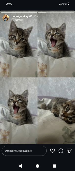 Отдам котят в добрые руки