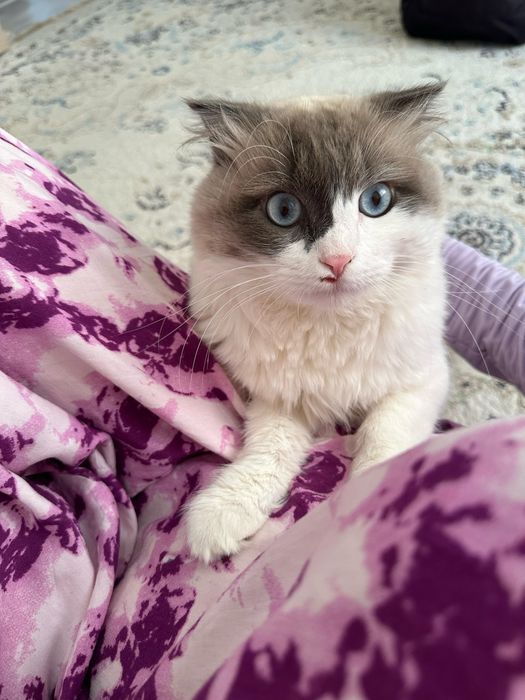 Кот. Порода Рэгдолл. Мальчик. 3 года