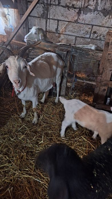 Capra sanen cu 2 iezi pereche