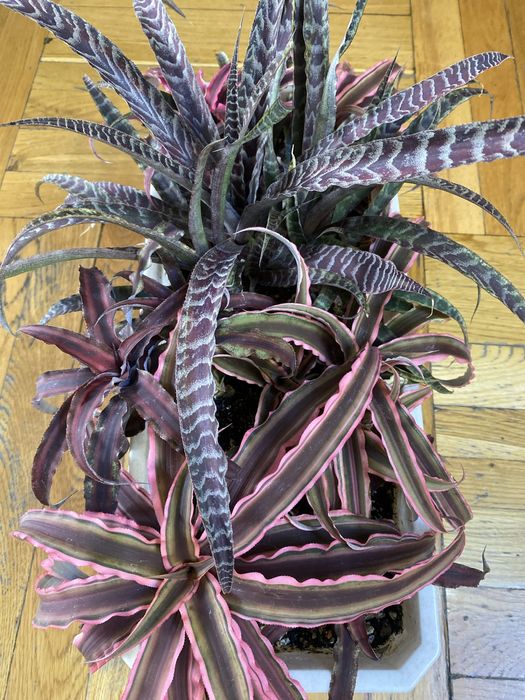 Криптантус или земляная Звезда