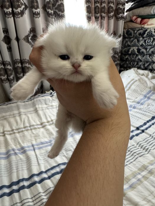 Продаются чисто кровный серебристий шиншилли котяти